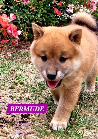 BERMUDE 1MOIS ET DEMI