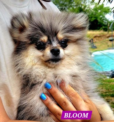 BLOOM 14/07