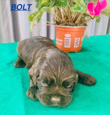 BOLT 3SEMAINES