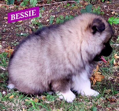 BESSIE 1MOIS ET DEMI