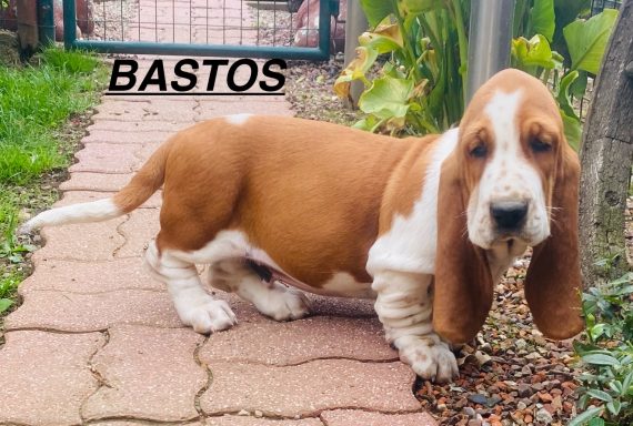 BASTOS 01/09