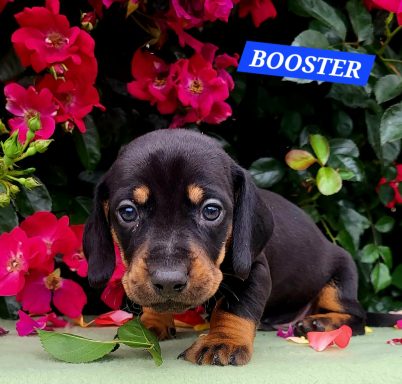 BOOSTER 4SEMAINES