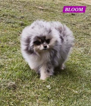 BLOOM 01/07