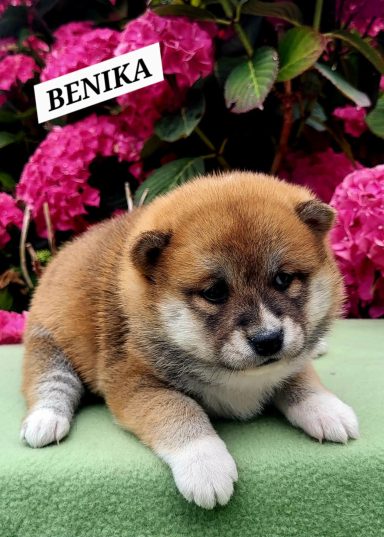 BENIKA 1MOIS