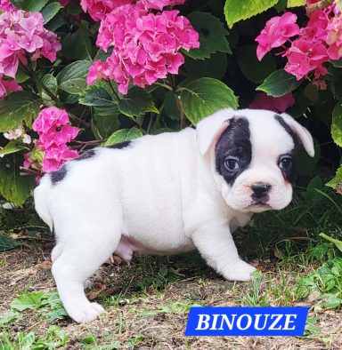 BINOUZE 1MOIS