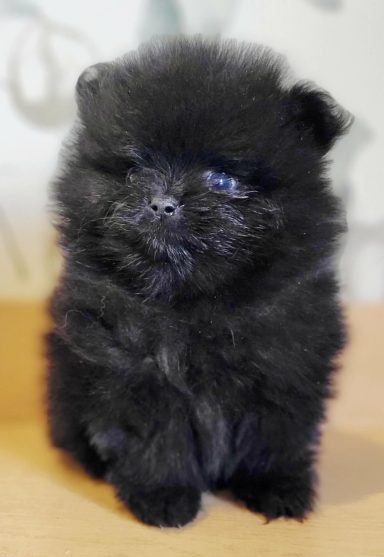 BLACKY 1MOIS ET DEMI