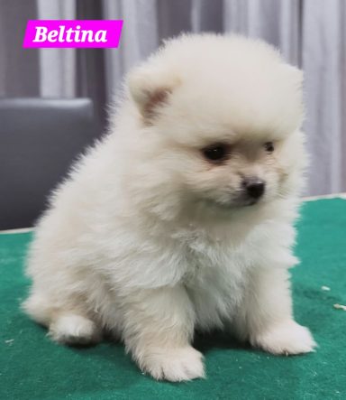 BELTINA 1MOIS ET 10JOURS