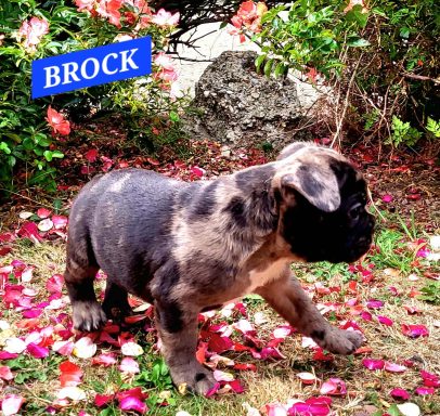 BROCK 1MOIS ET DEMI