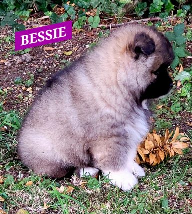BESSIE 1MOIS ET DEMI
