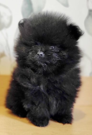 BLACKY 1MOIS ET DEMI