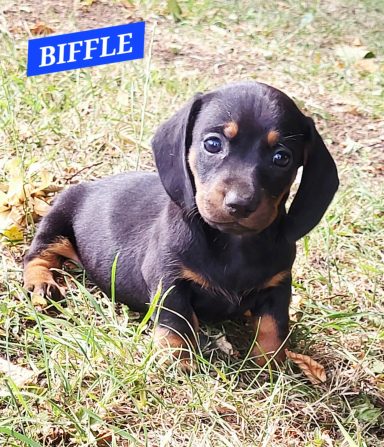 BIFLE 5SEMAINES