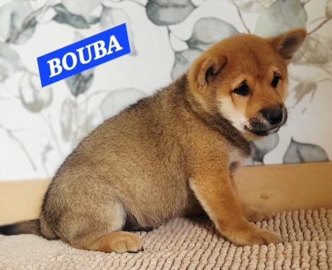 BOUBA 2MOIS ET DEMI