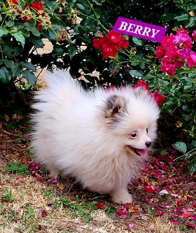 BERRY 14/07