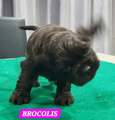 BROCOLIS 1MOIS
