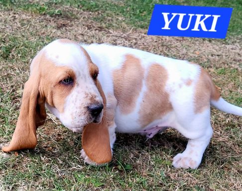 YUKI 7SEMAINES