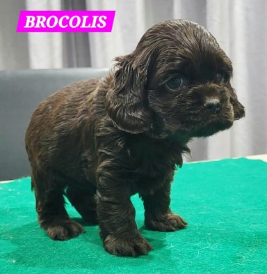 BROCOLIS 1MOIS