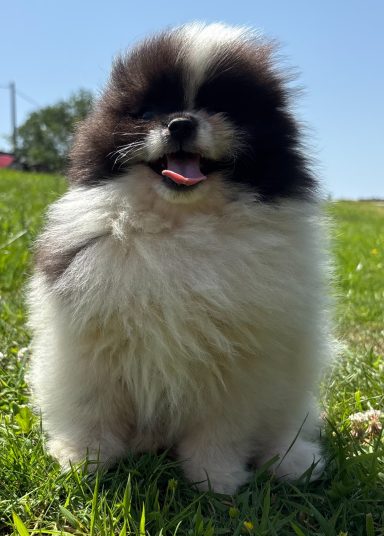 BALOO 9semaines