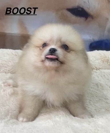 BOOST 01/09