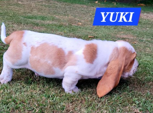 YUKI 7SEMAINES