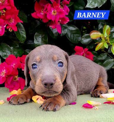 BARNEY 4SEMAINES