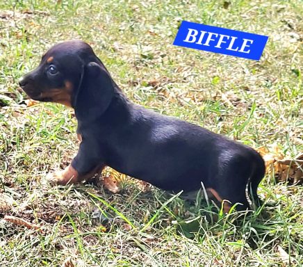 BIFLE 5SEMAINES