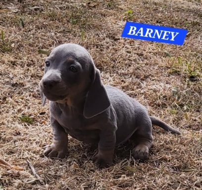 BARNEY 5SEMAINES