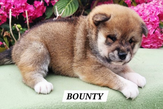 BOUNTY 1MOIS