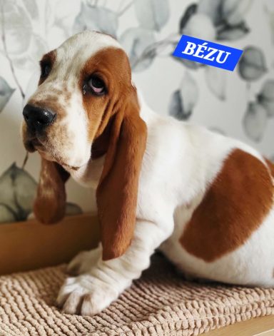 BEZU 2MOIS ET DEMI