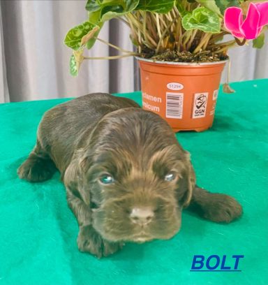 BOLT 3SEMAINES