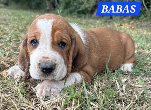 BABAS 1MOIS