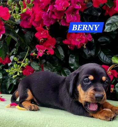 BERNY 4SEMAINES