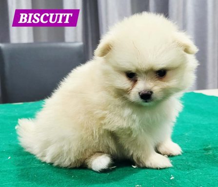 BISCUIT 1MOIS ET 10JOURS
