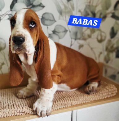 BABAS 2MOIS ET DEMI