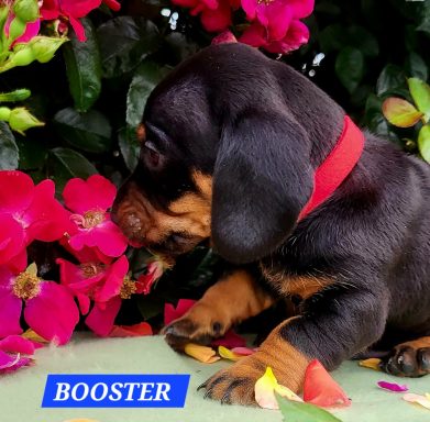 BOOSTER 4SEMAINES