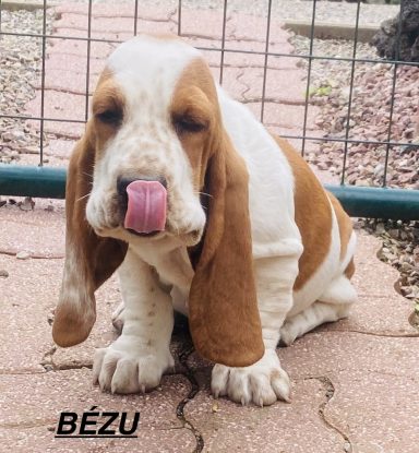 BEZU 01/09