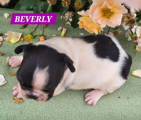 BEVERLY 3SEMAINES