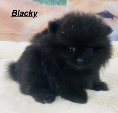 BLACKY 01/09