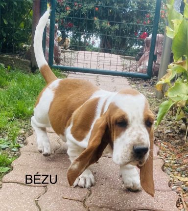 BEZU 01/09