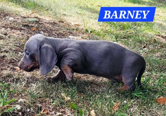 BARNEY 5SEMAINES