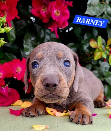 BARNEY 4SEMAINES