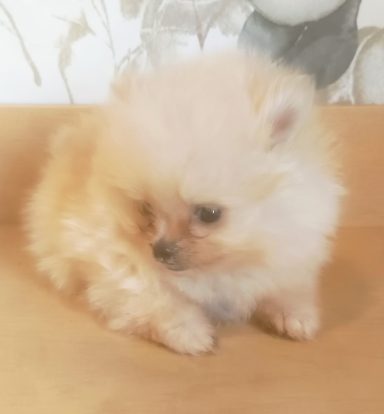 SOOKEE (BLANQUETTE) 1MOIS ET DEMI