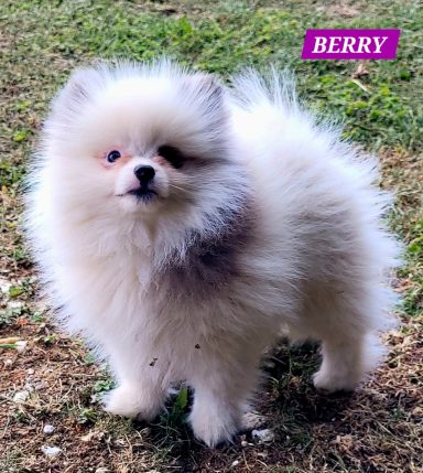 BERRY 3MOIS