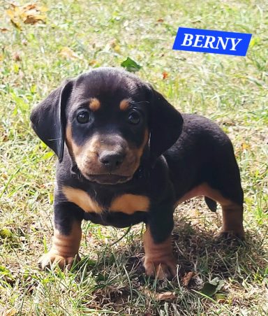 BERNY 5SEMAINES