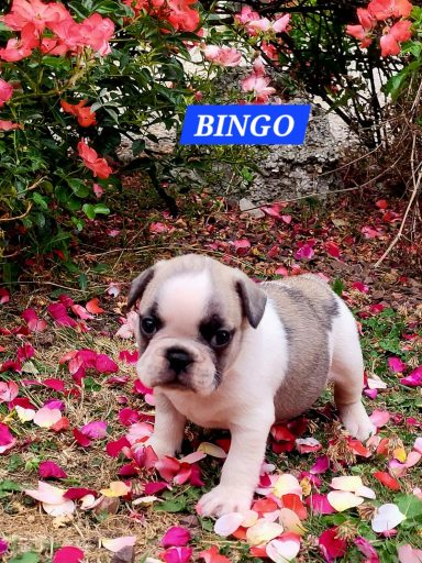 BINGO 1MOIS