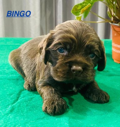 BINGO 3SEMAINES