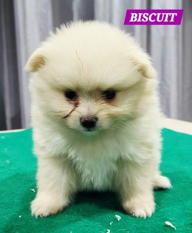 BISCUIT 1MOIS ET 10JOURS