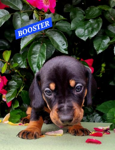 BOOSTER 4SEMAINES