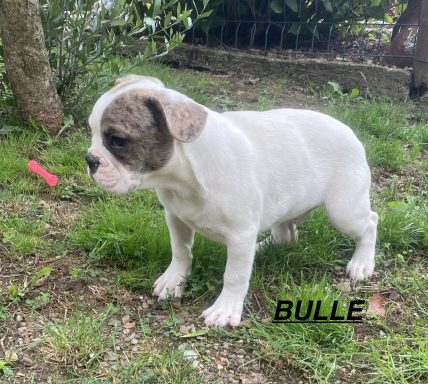 BULLE 01/09