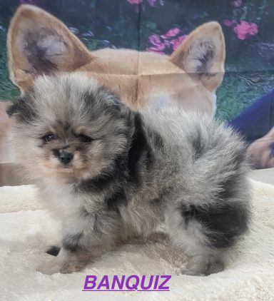 BANQUIZ 01/09