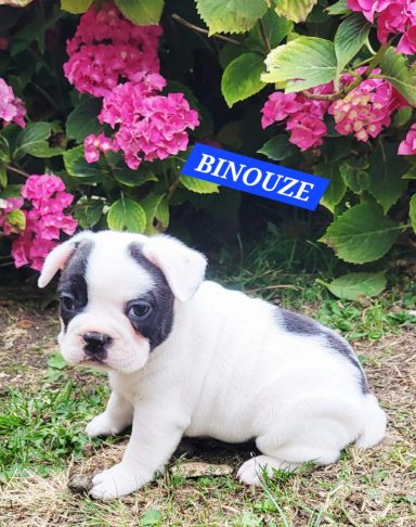 BINOUZE 1MOIS